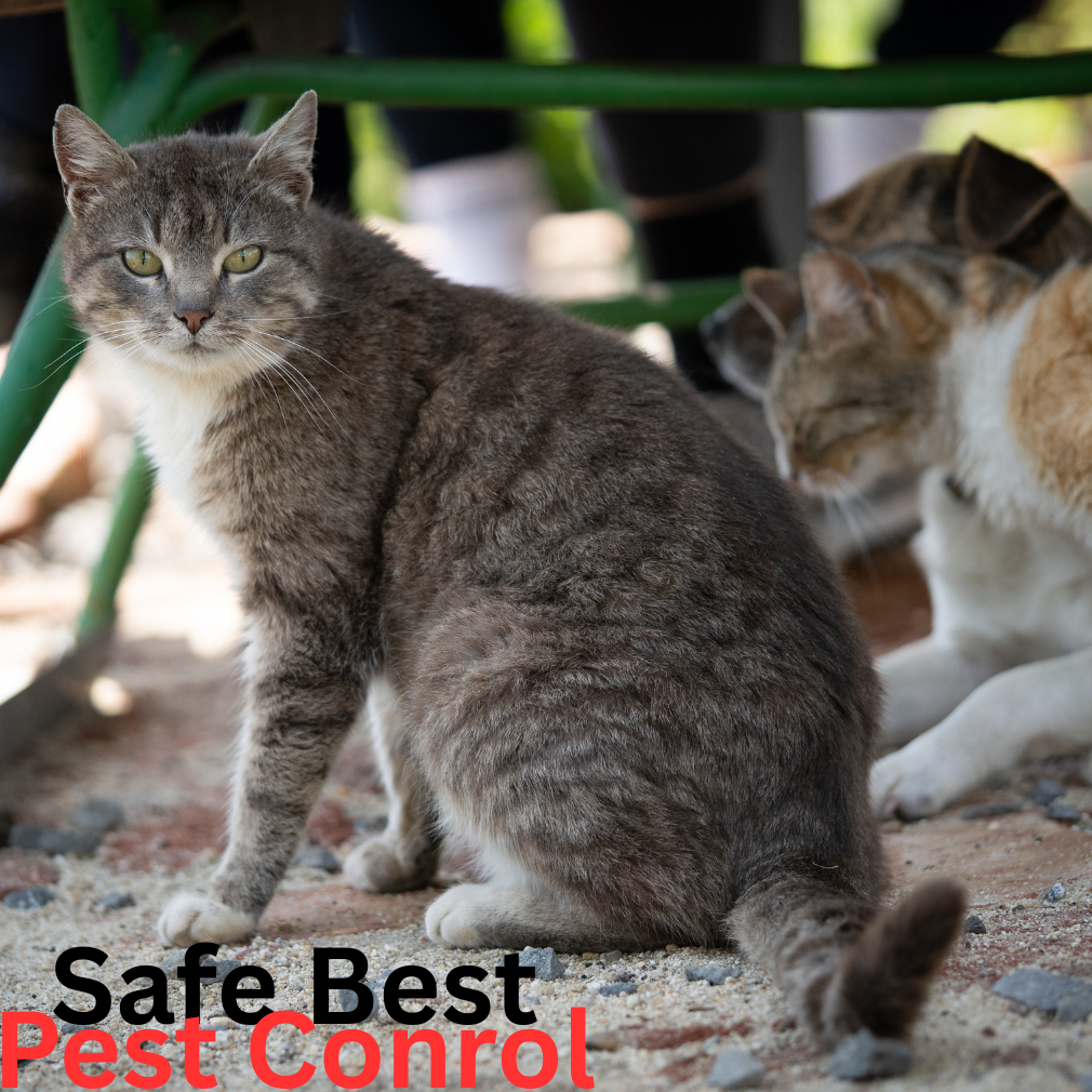 pest control, cats