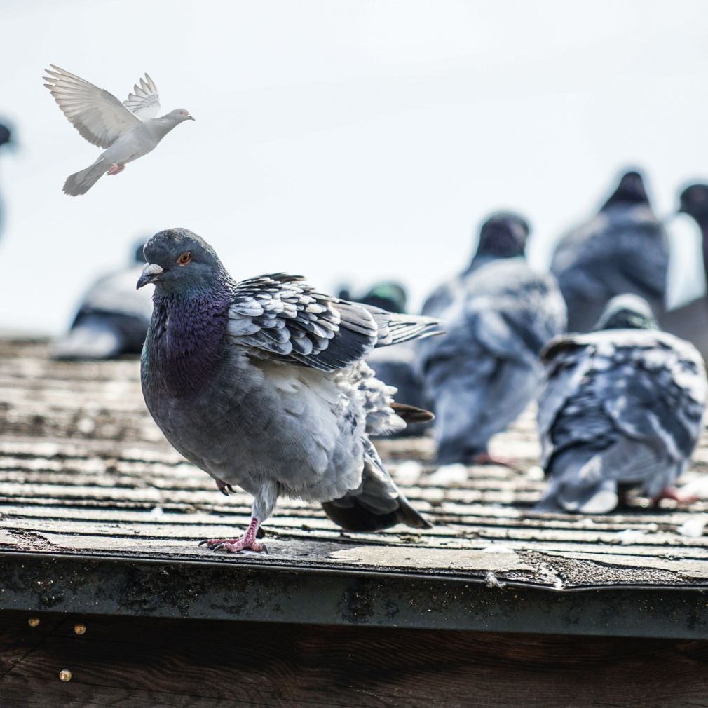 pigeons safe best pest