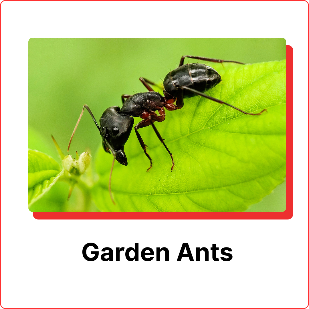 Garden Ants