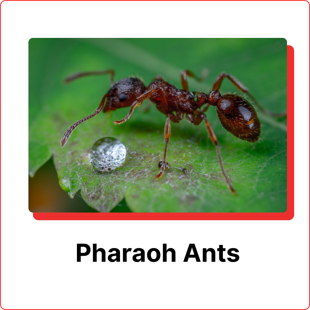 Pharaoh Ants