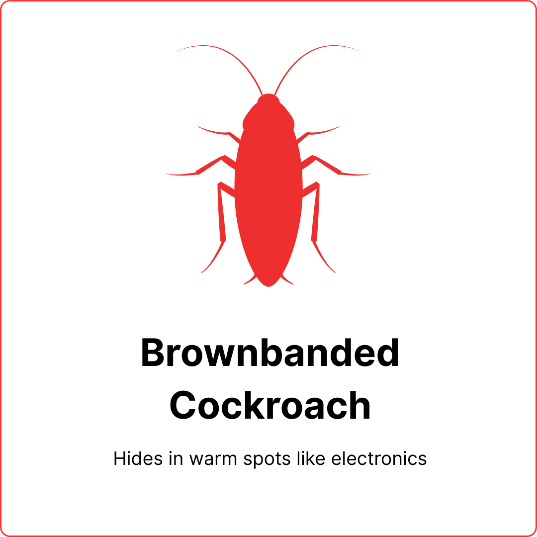safe best pest brownbanded cockroach