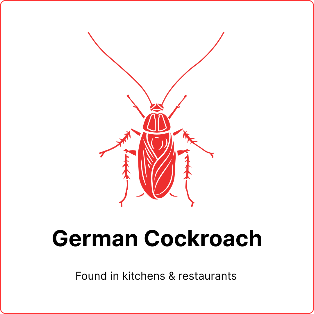 safe best pest cockroach type german