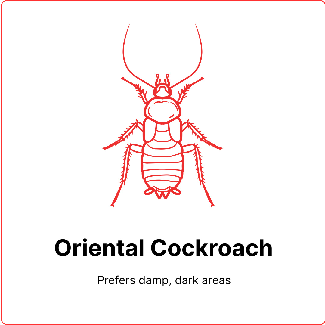 safe best pest oriental cockroach