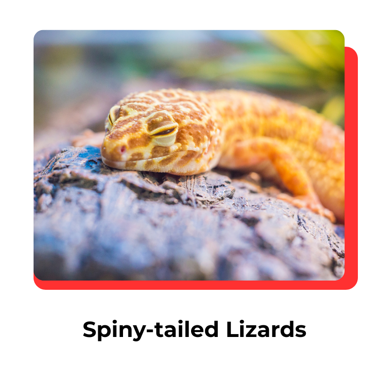 lizard-2