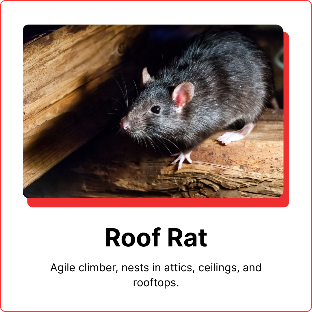 roof-rat