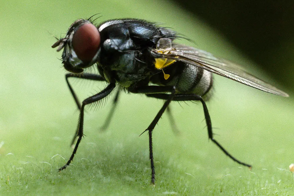 House Fly