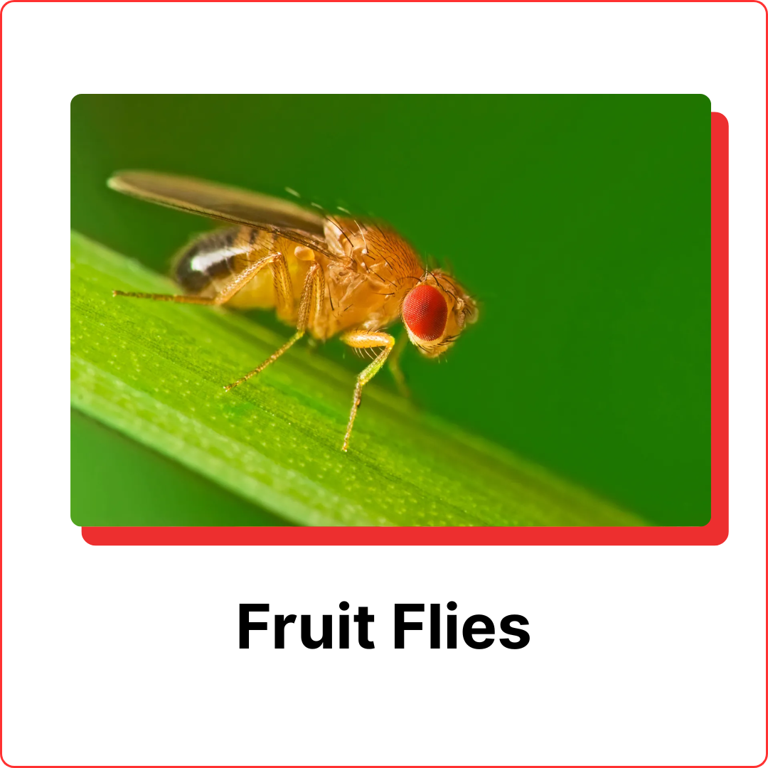 subterranean-termites-15