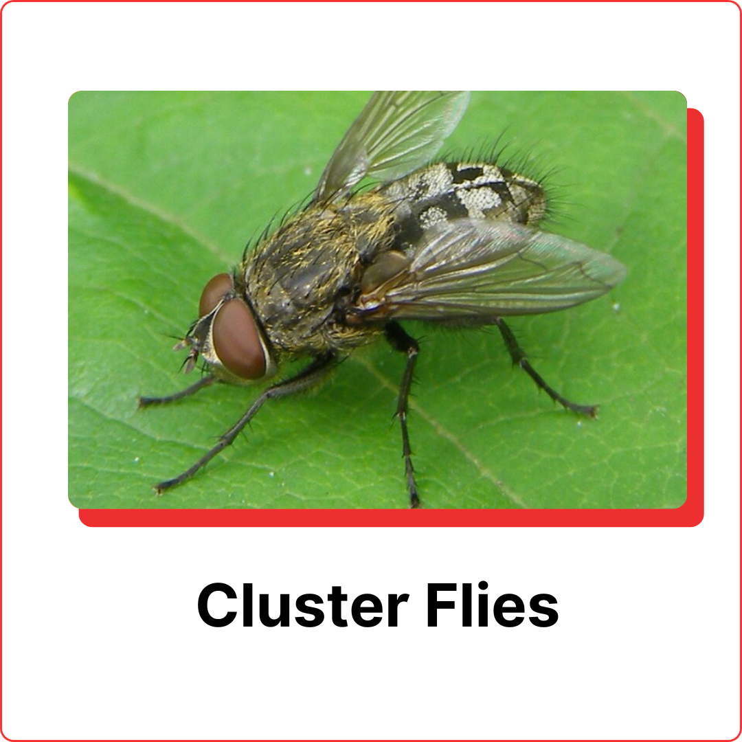 subterranean-termites-16