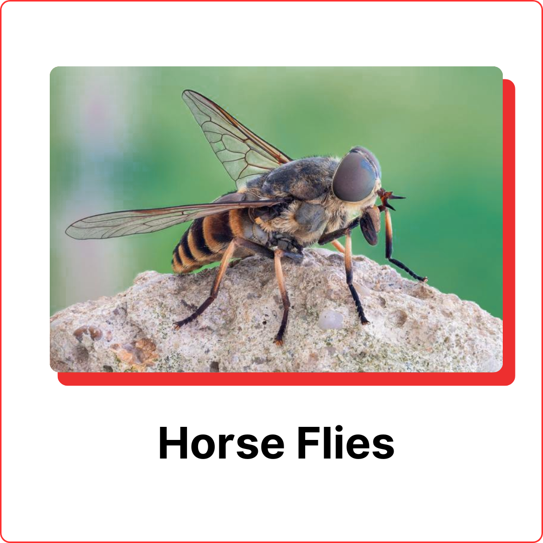 subterranean-termites-17