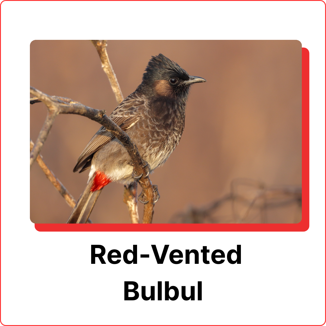 subterranean-termites-4