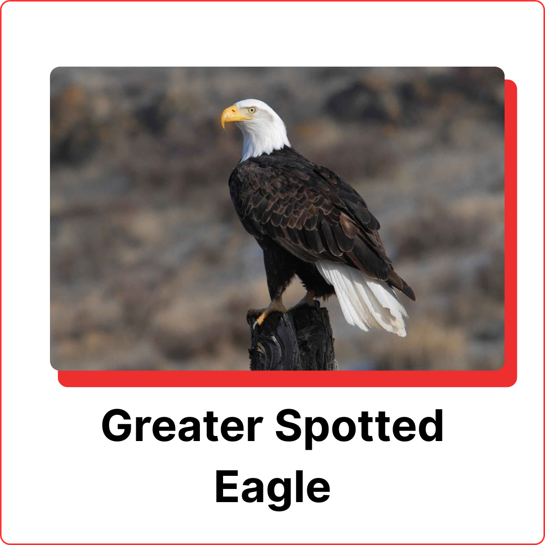 subterranean-termites-5