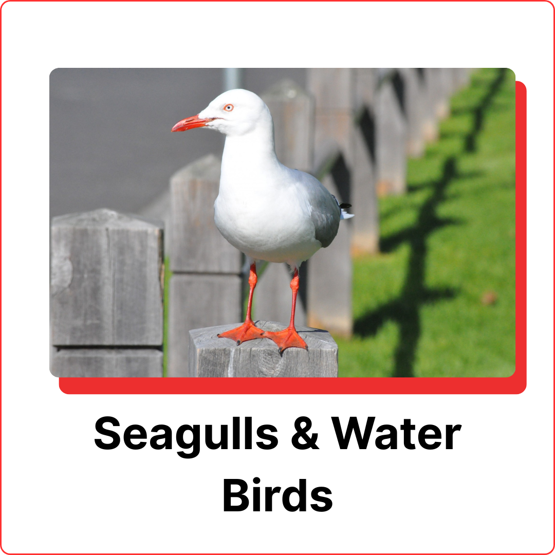 subterranean-termites-6