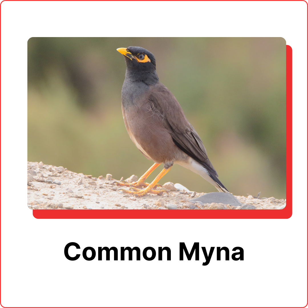 subterranean-termites-7