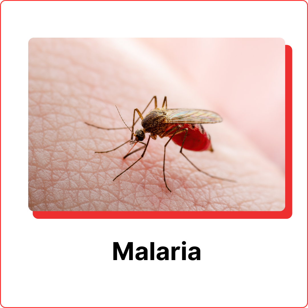 subterranean-termites-9