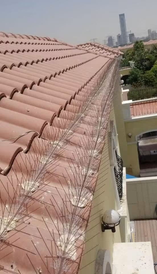 Bird Control Al Safa 1 Dubai