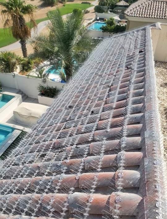 Bird control Dubai